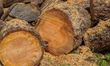 Zemaník: Za niektoré sortimenty stavebného dreva sa platí 4-násobne viac ako minulý rok